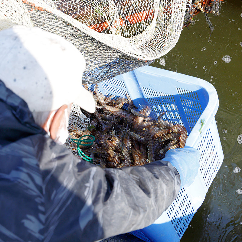 活きいきな車えび【8尾】〈日輪養魚〉
